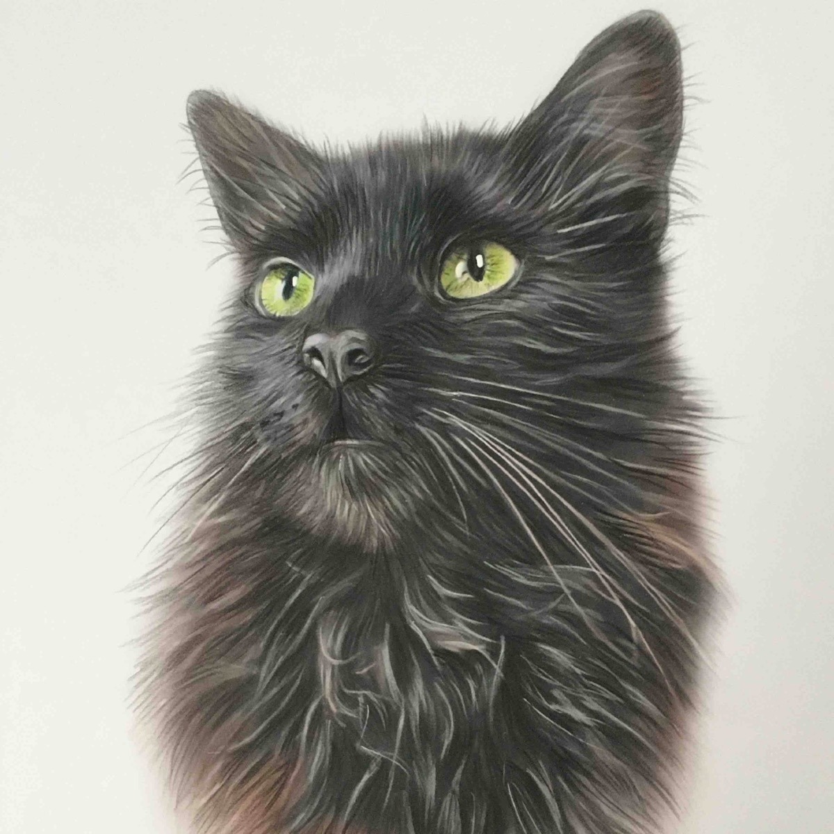 Black cat