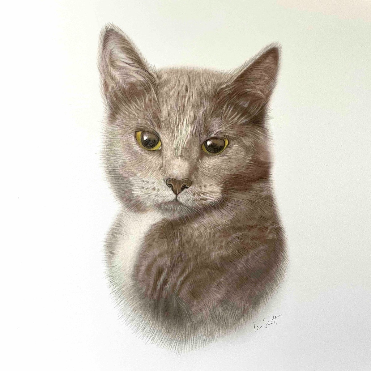 Grey cat 