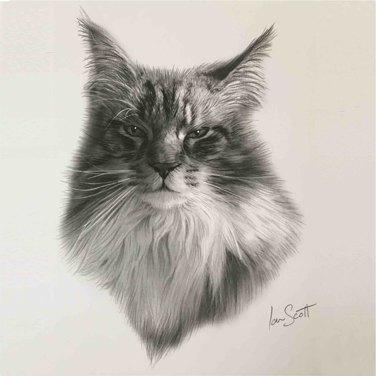 Maine Coon cat 