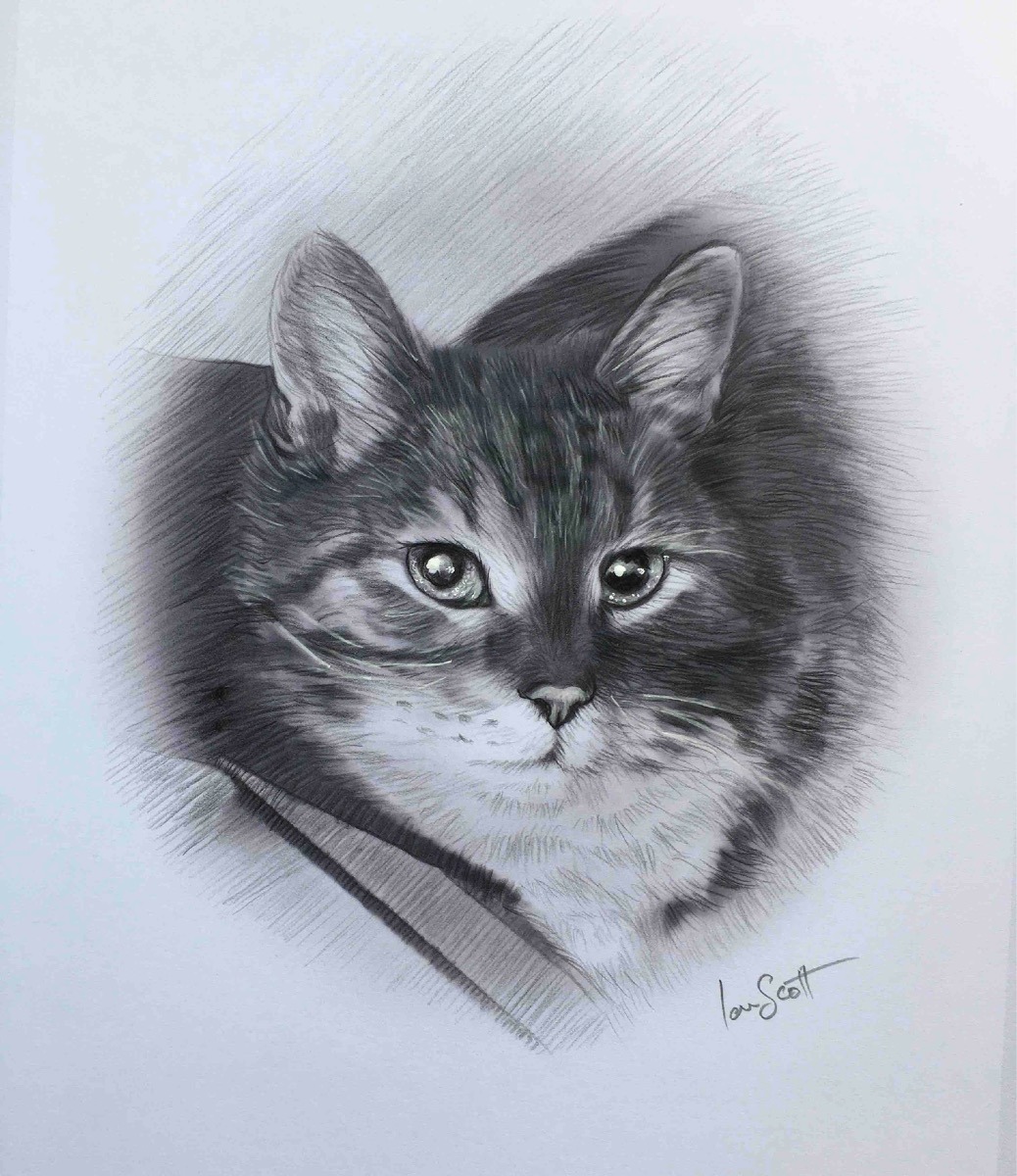 Moggy cat 