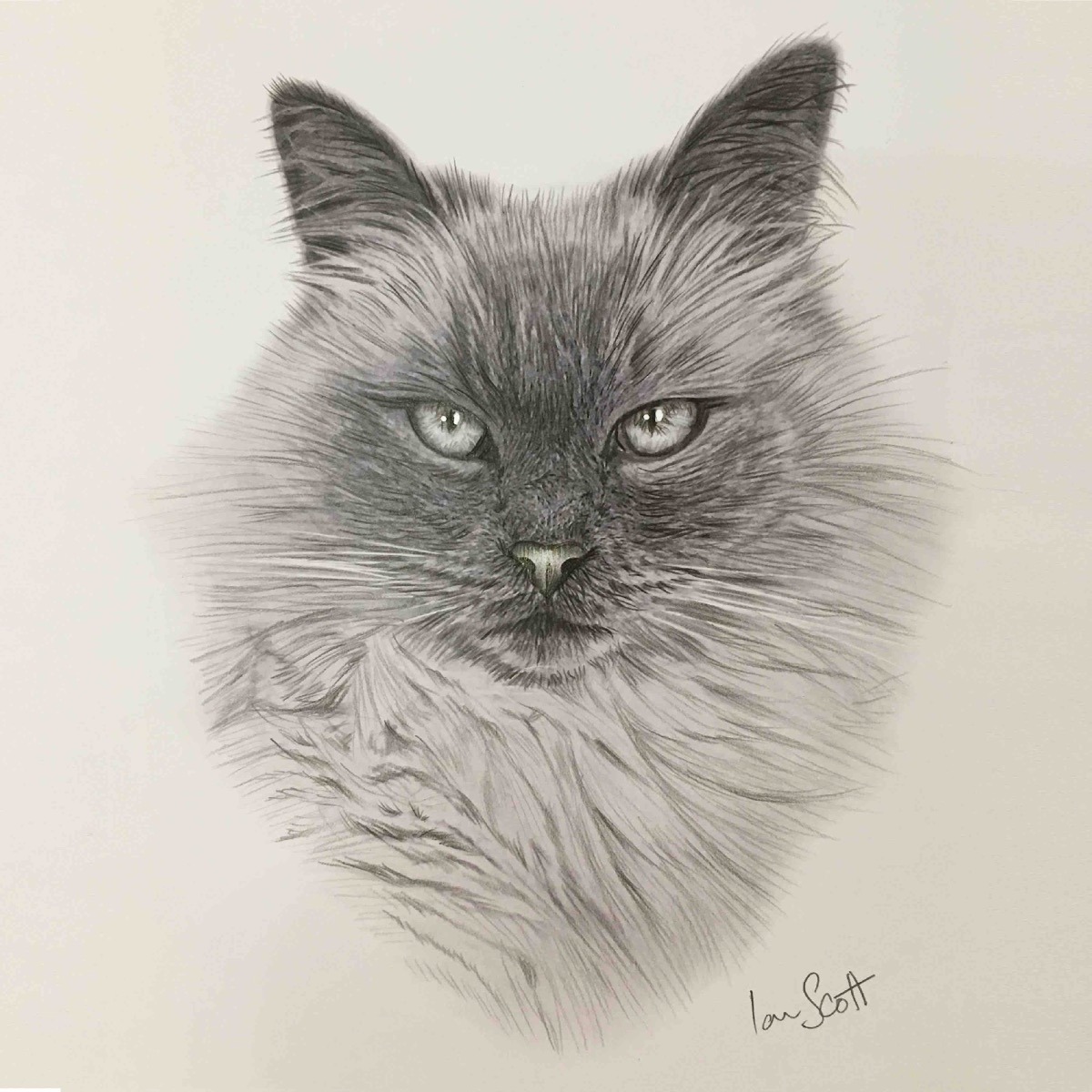 Persian cat