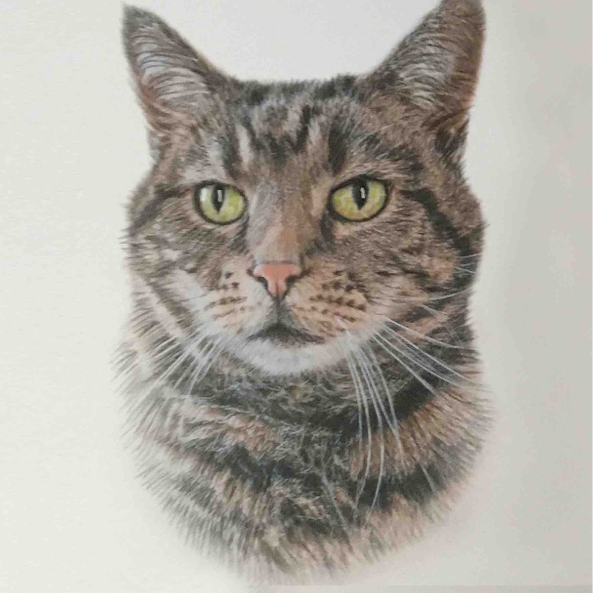 Tabby Cat