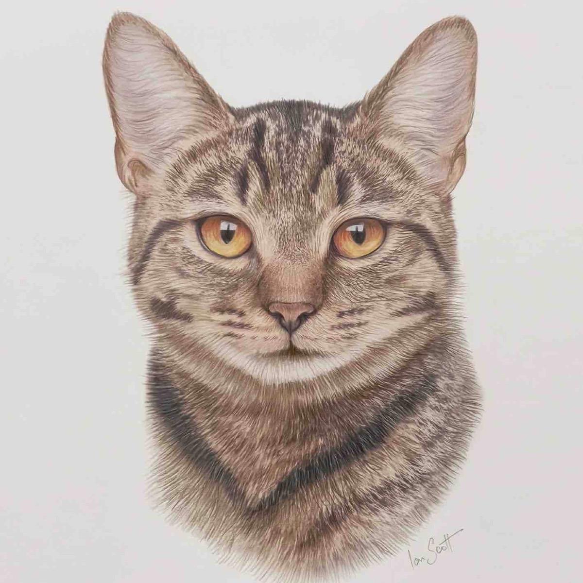Tabby cat