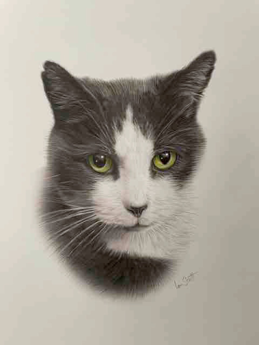Black and white cat 