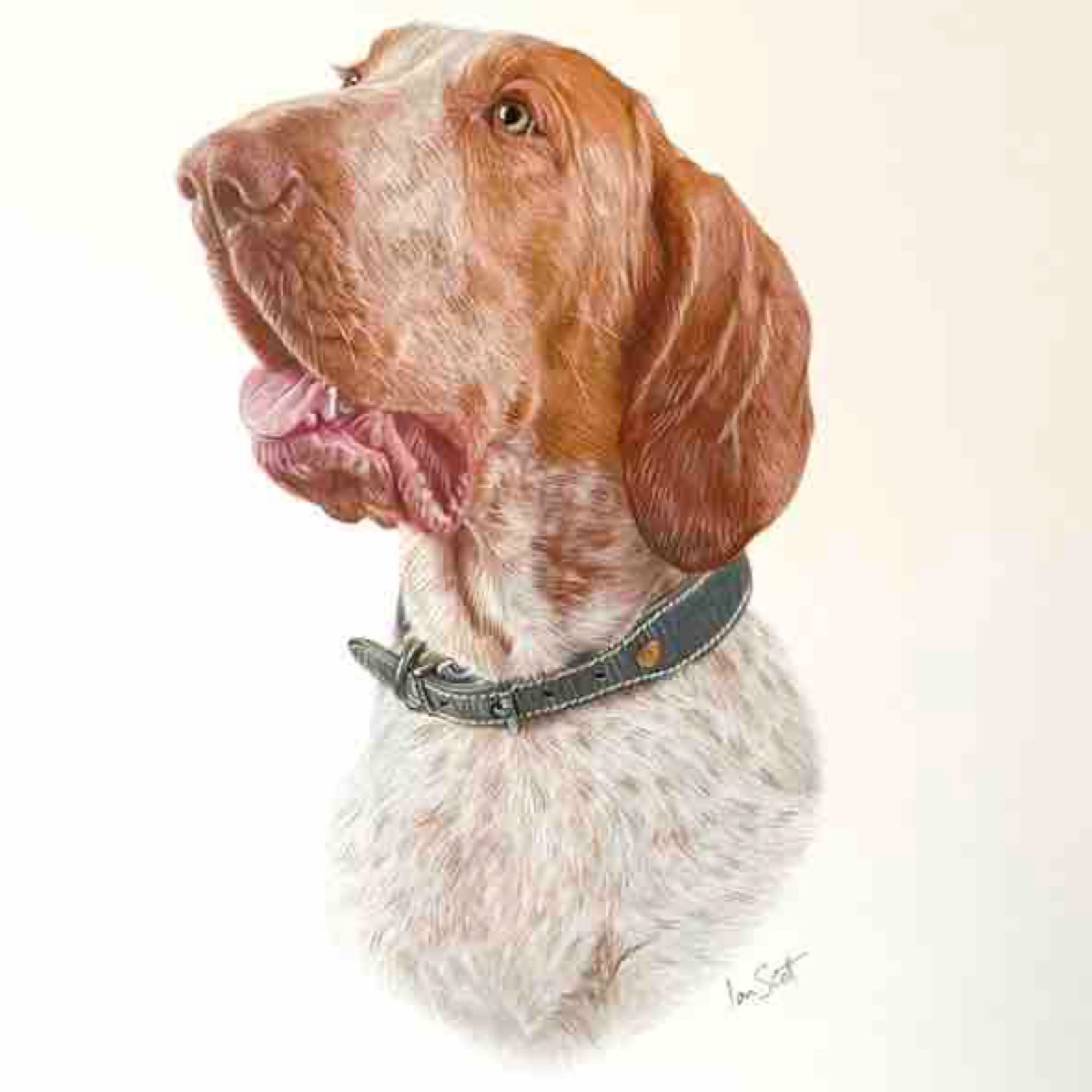 Bracco Italiano