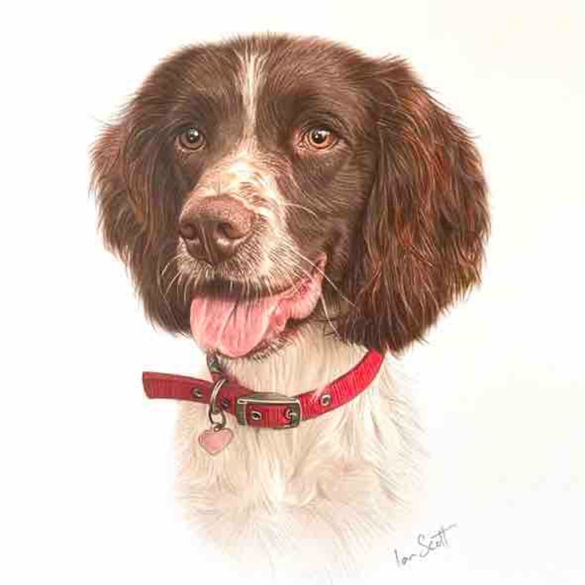 Springer Spaniel
