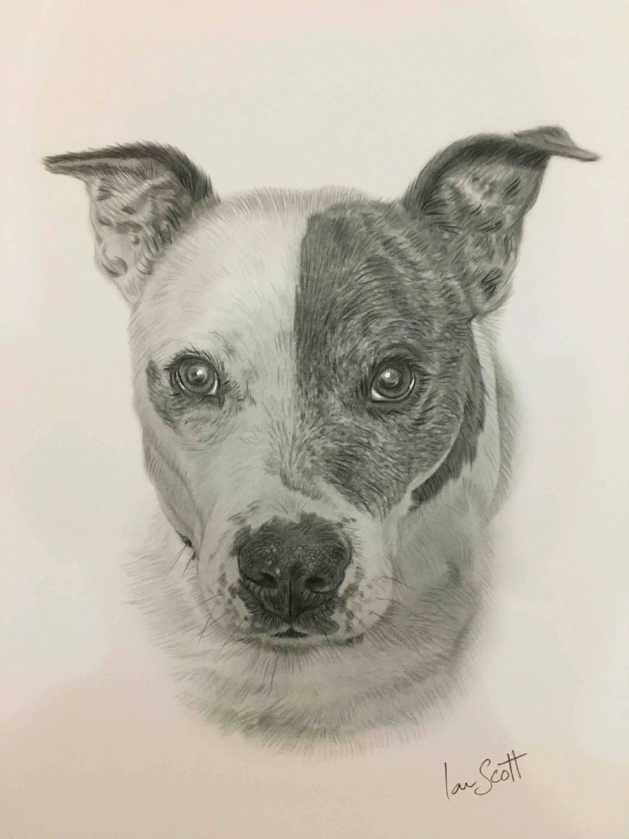 Staffie