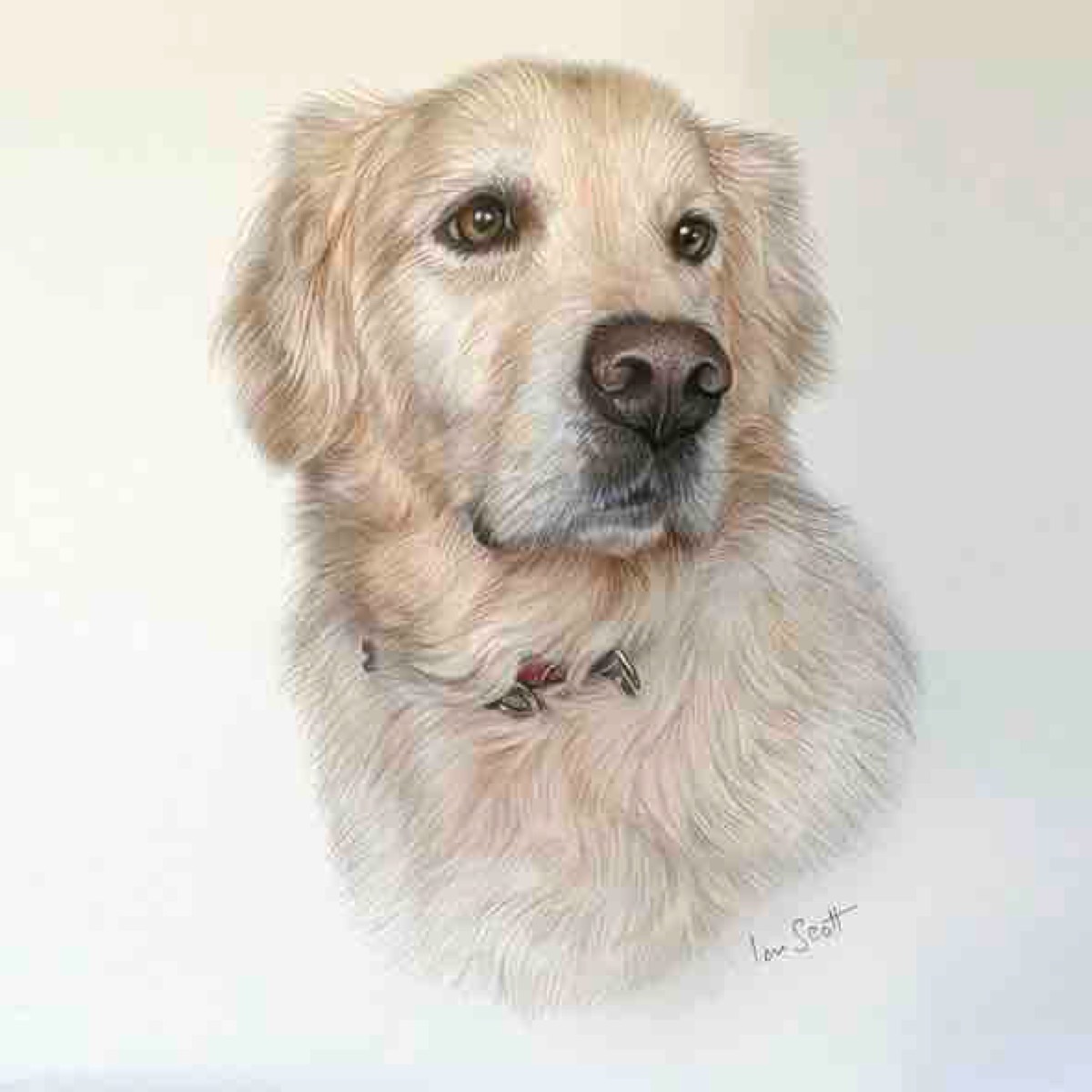 Yellow Labrador