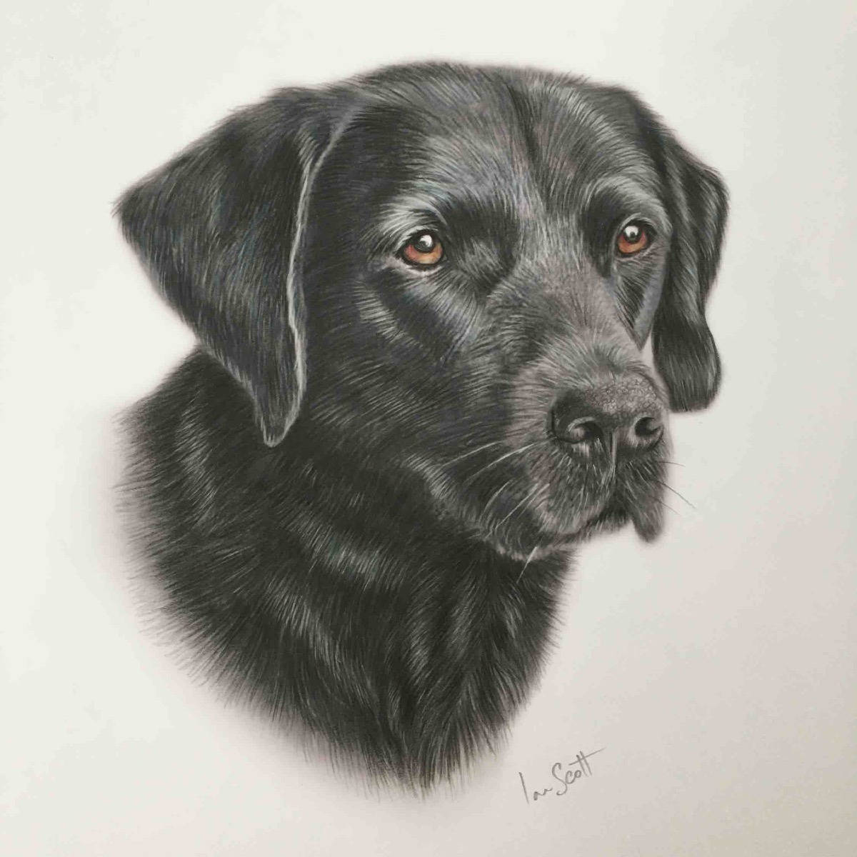 Black Labrador