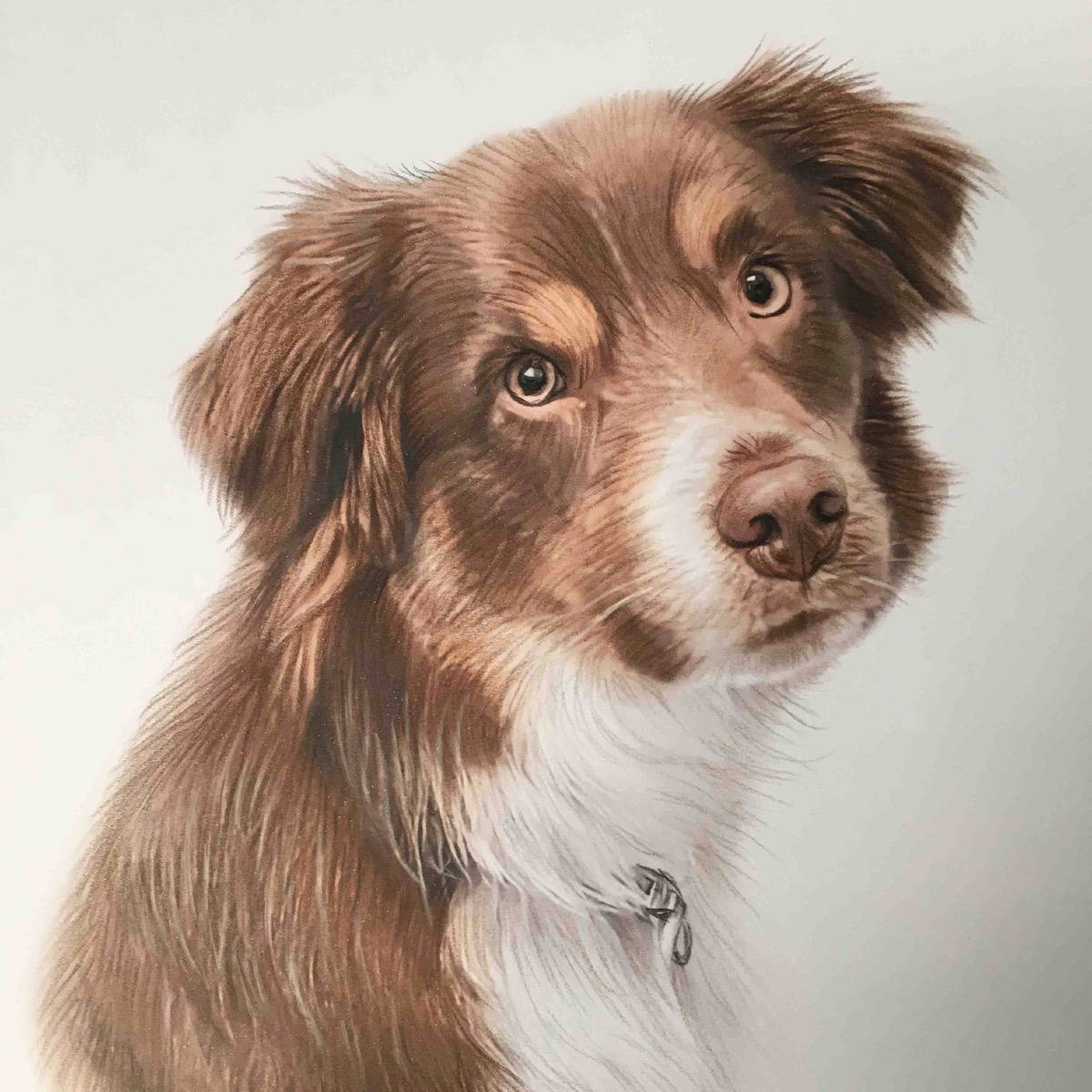 Border Collie 