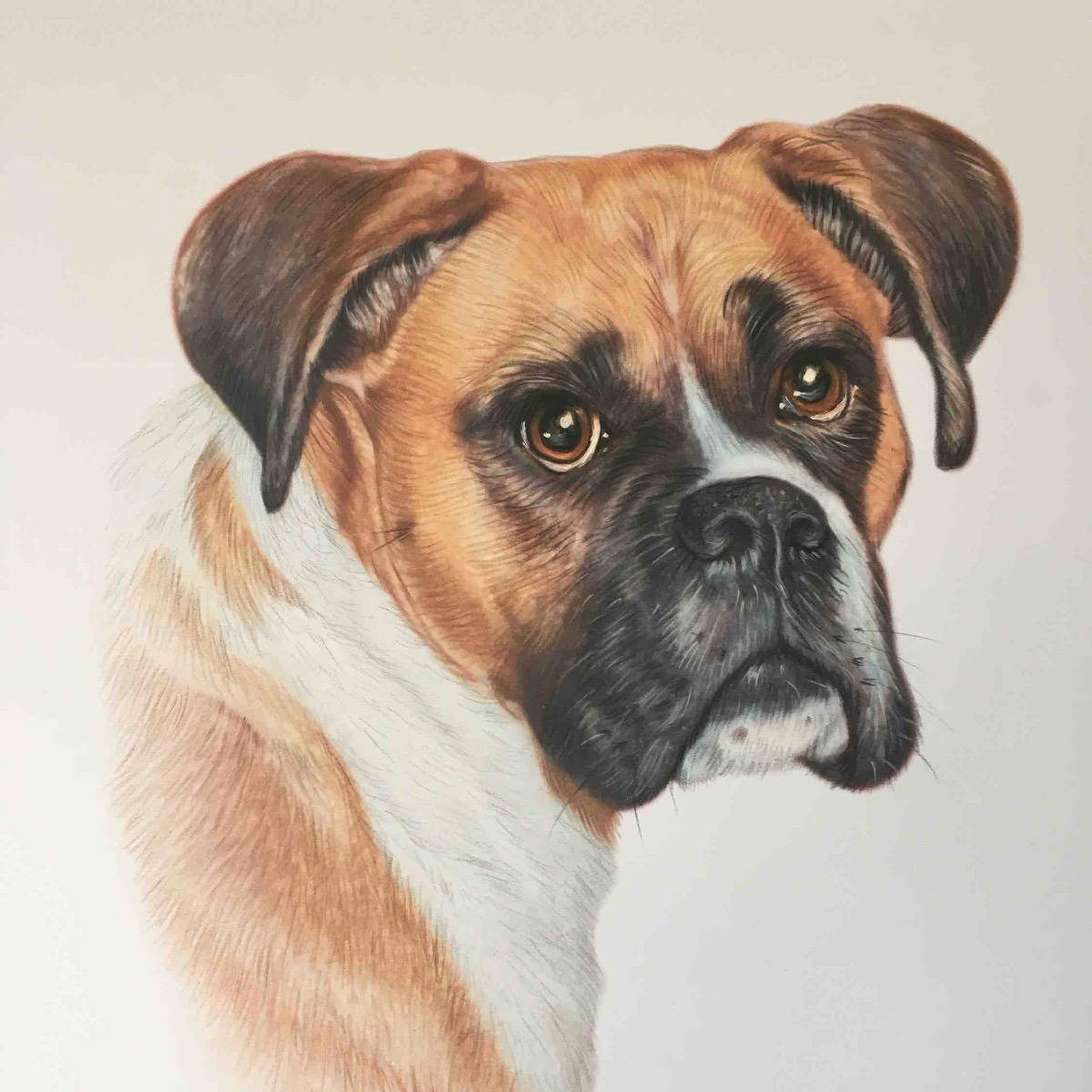 Boxer