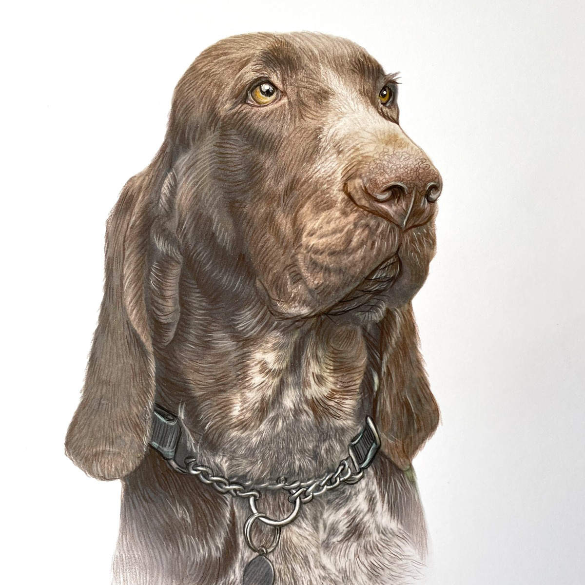 Brown Bracco Italiano
