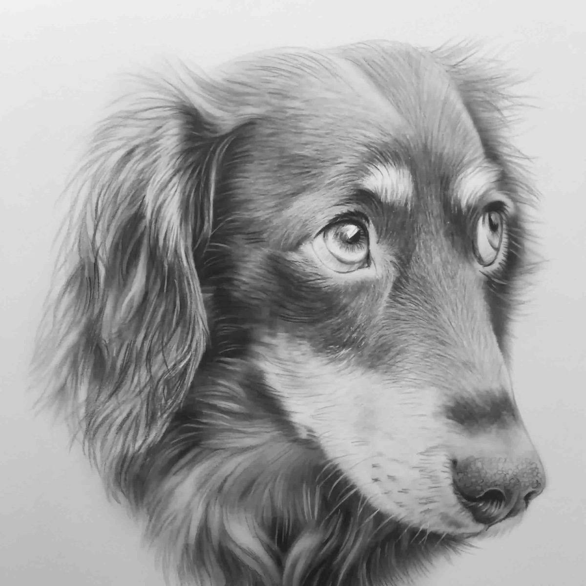 Dachshund 