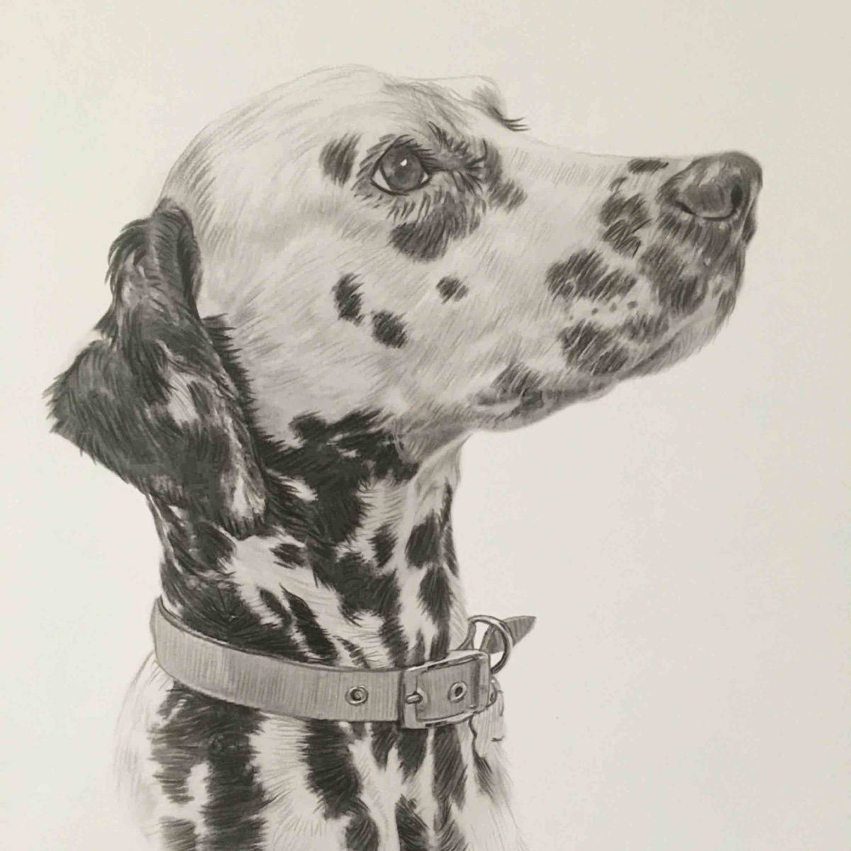 Dalmation 