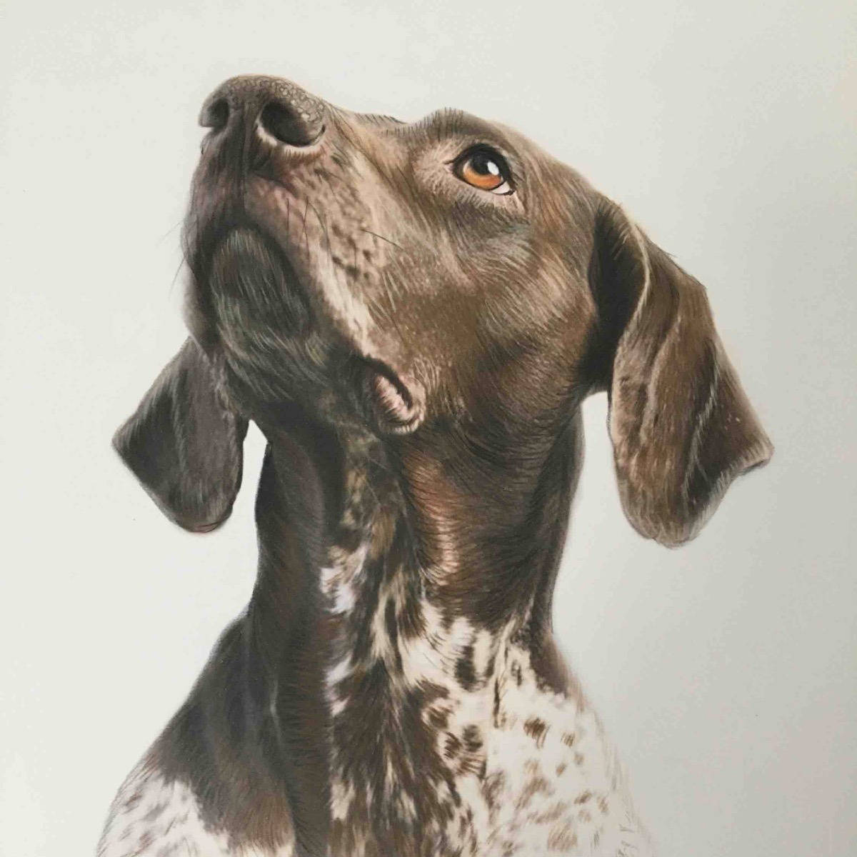 German Pointer