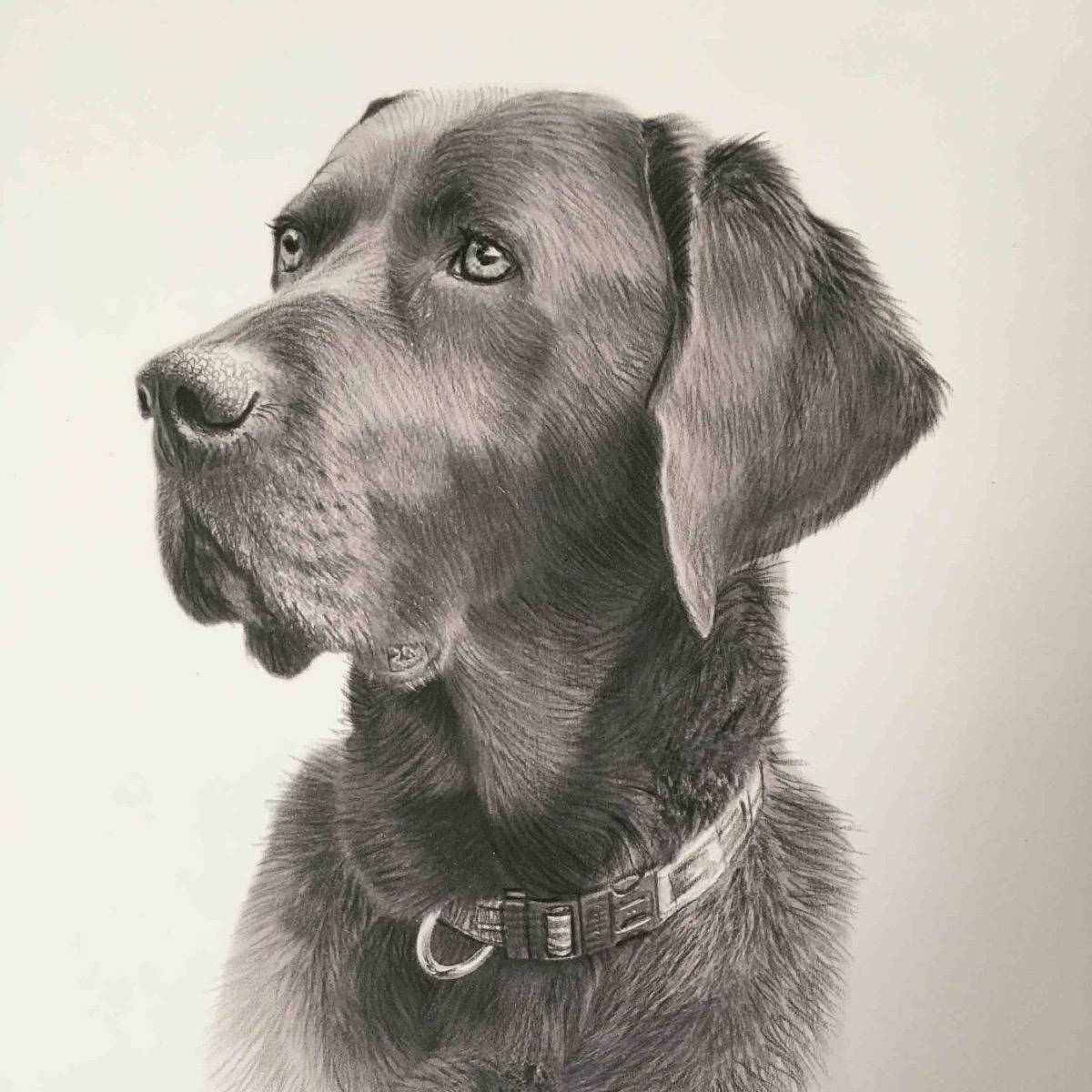 Great Dane 