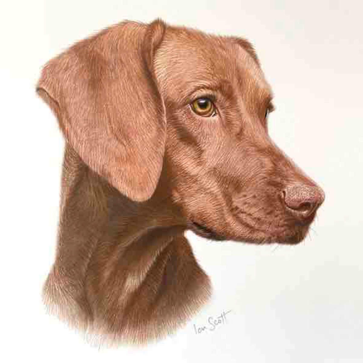 Hungarian Vizsla