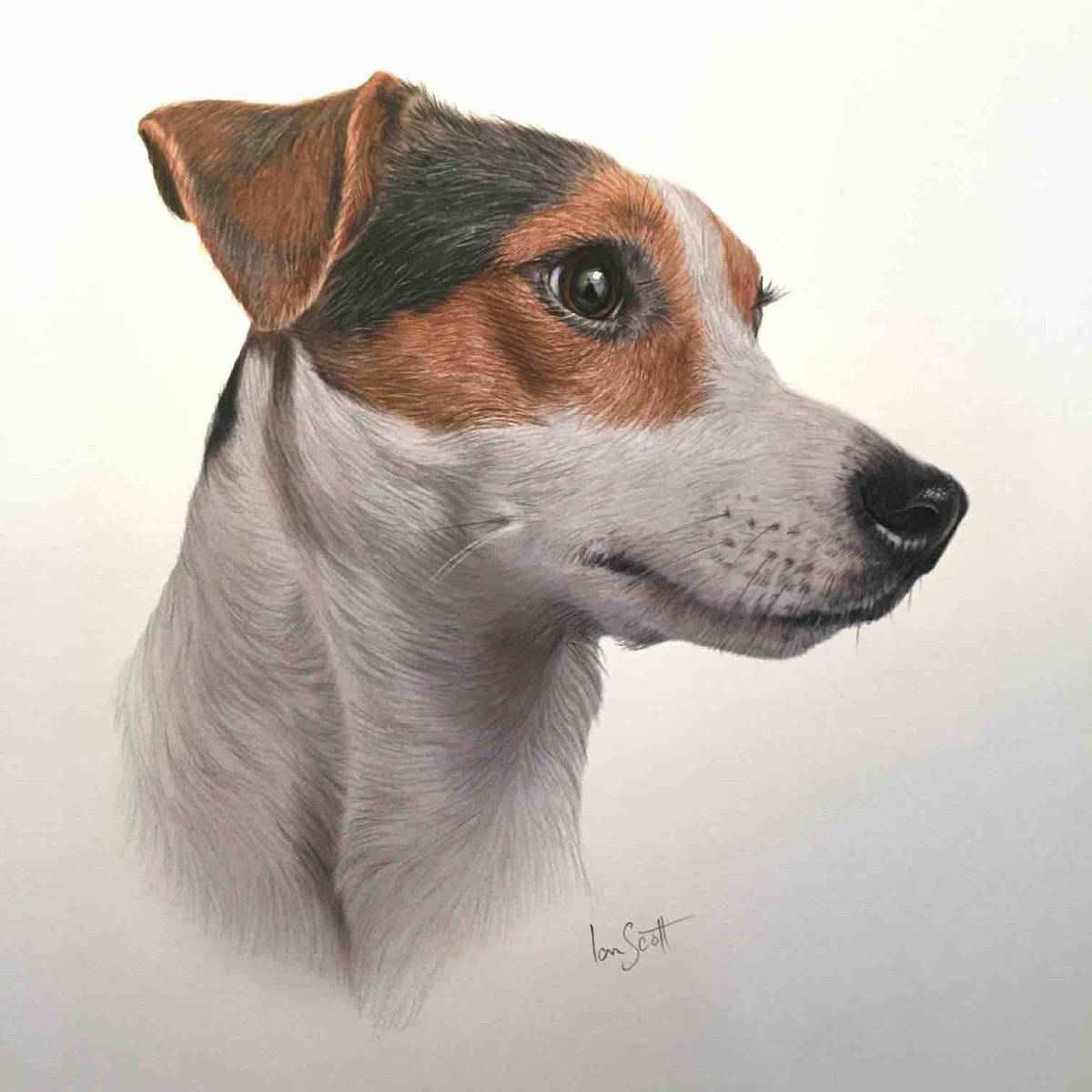 Jack Russell 