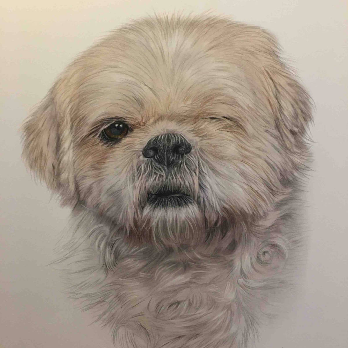 Lhasa Apso 