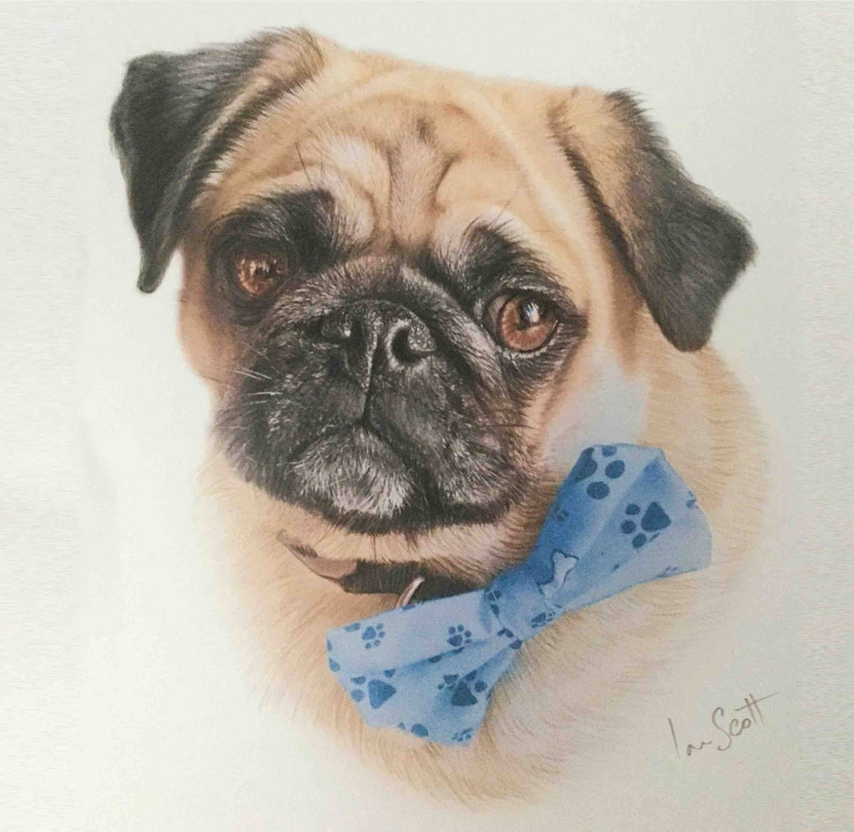 Pug 