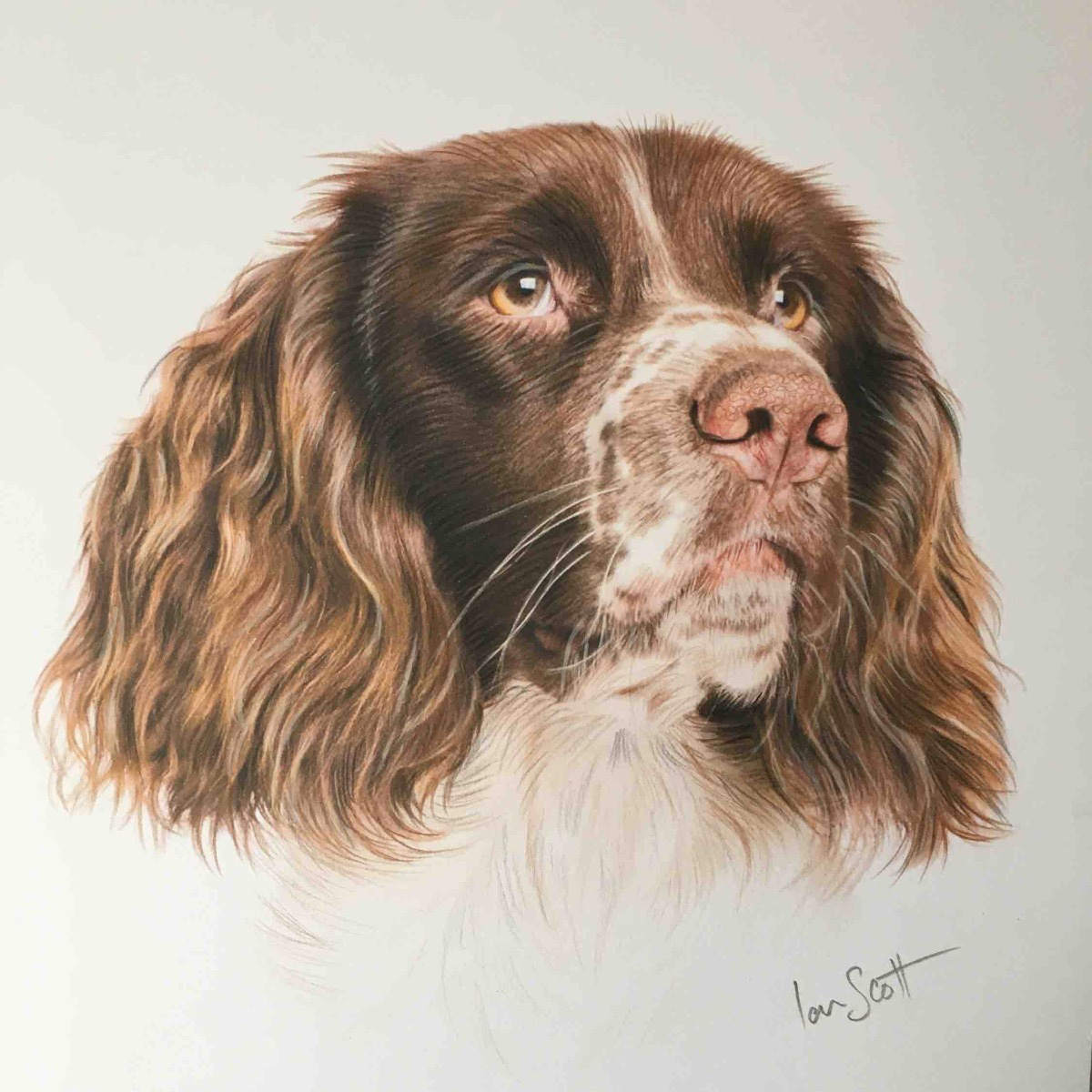Springer Spaniel 