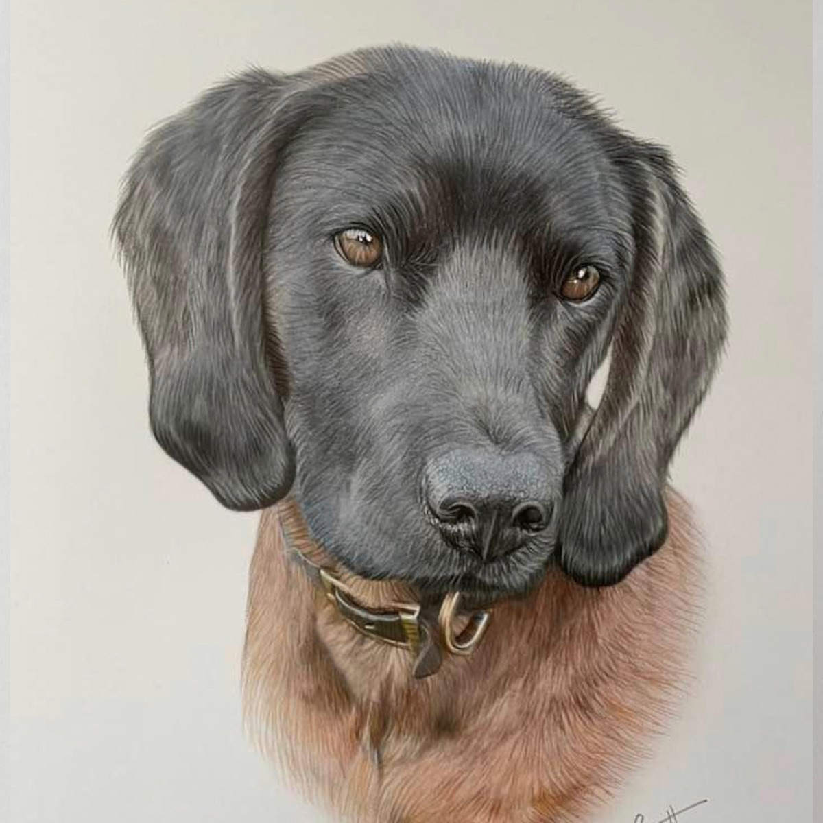 Bavarian Mountain Hound