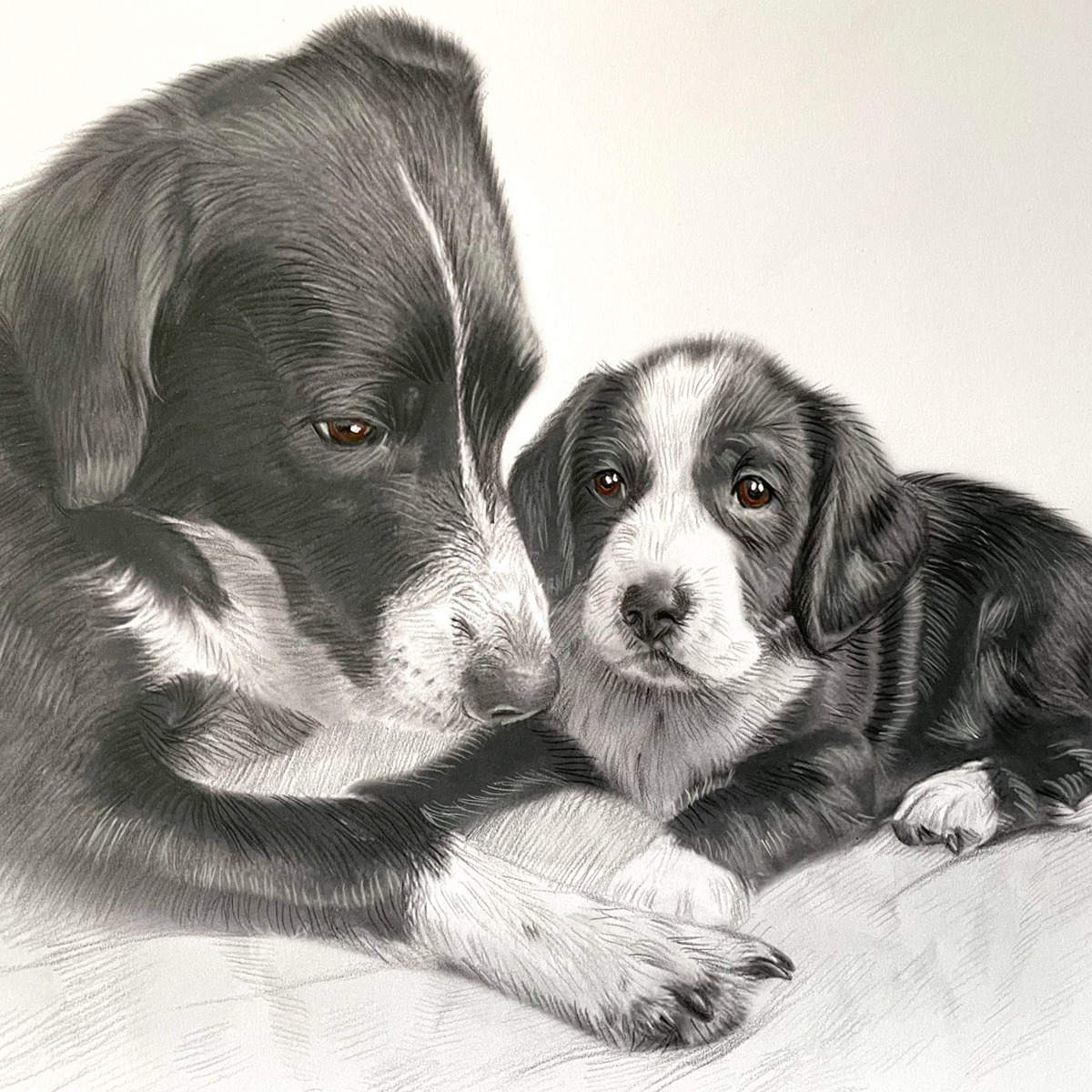 Border Collie and puppy