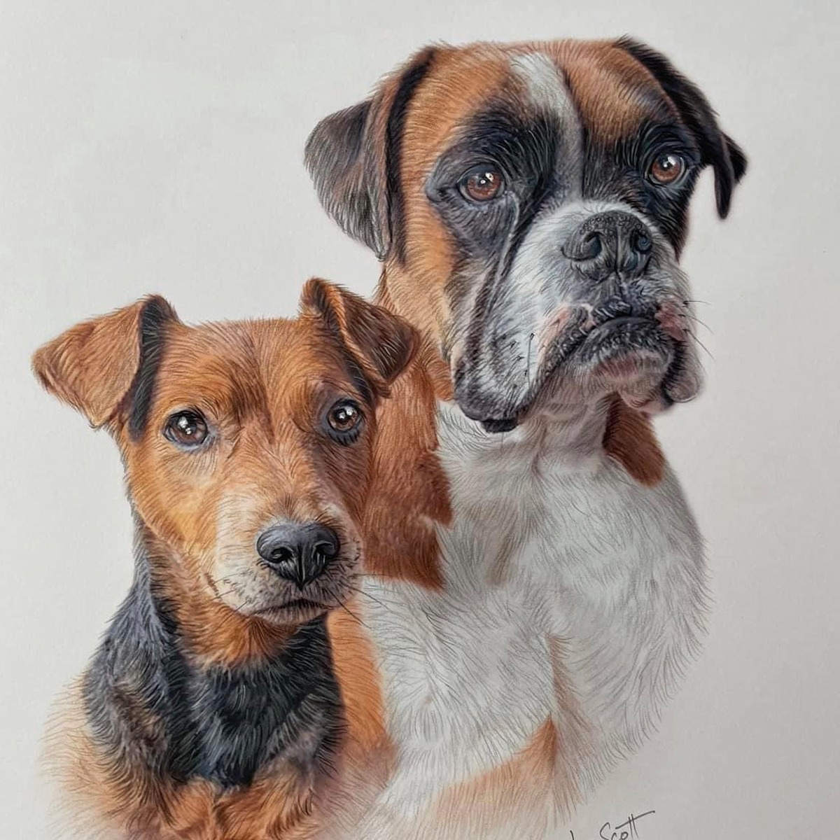 Boxer and Terrier