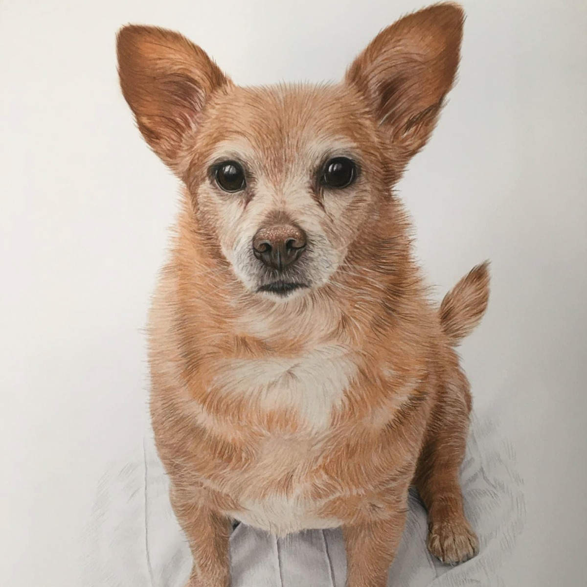 Chihuahua