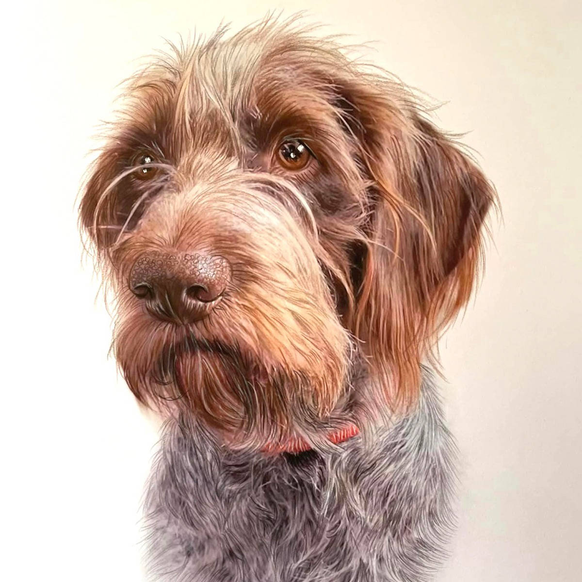 German Wirehair Pointer 
