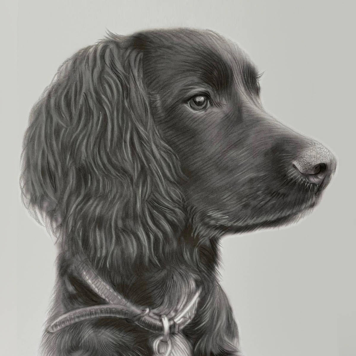Spaniel 