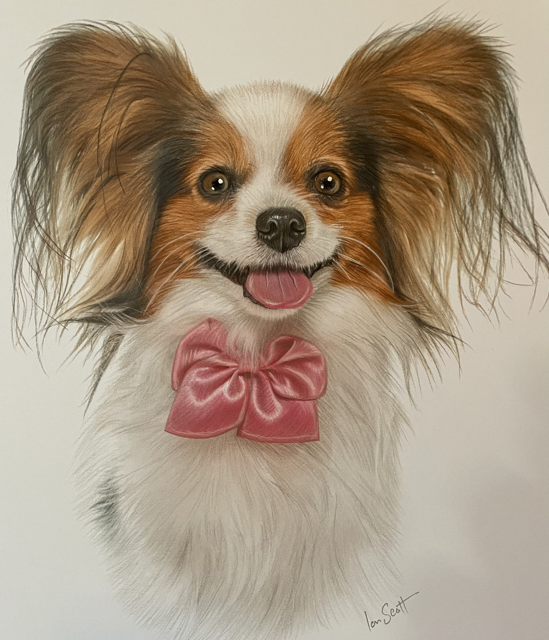Papillon dog breed